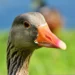 Brasil proíbe produção e comercialização de foie gras