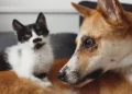 Nestlé Purina busca startups de pet tech em programa global de aceleração